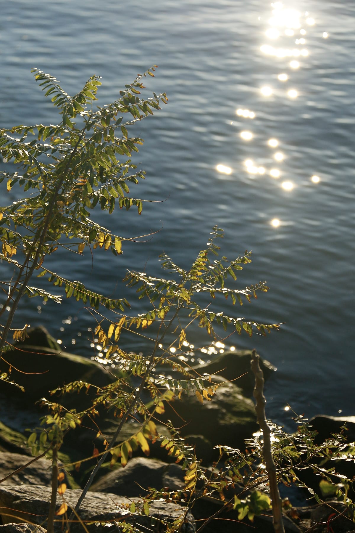 Sun glitter on the water seen through a shrub growing on the rocks.