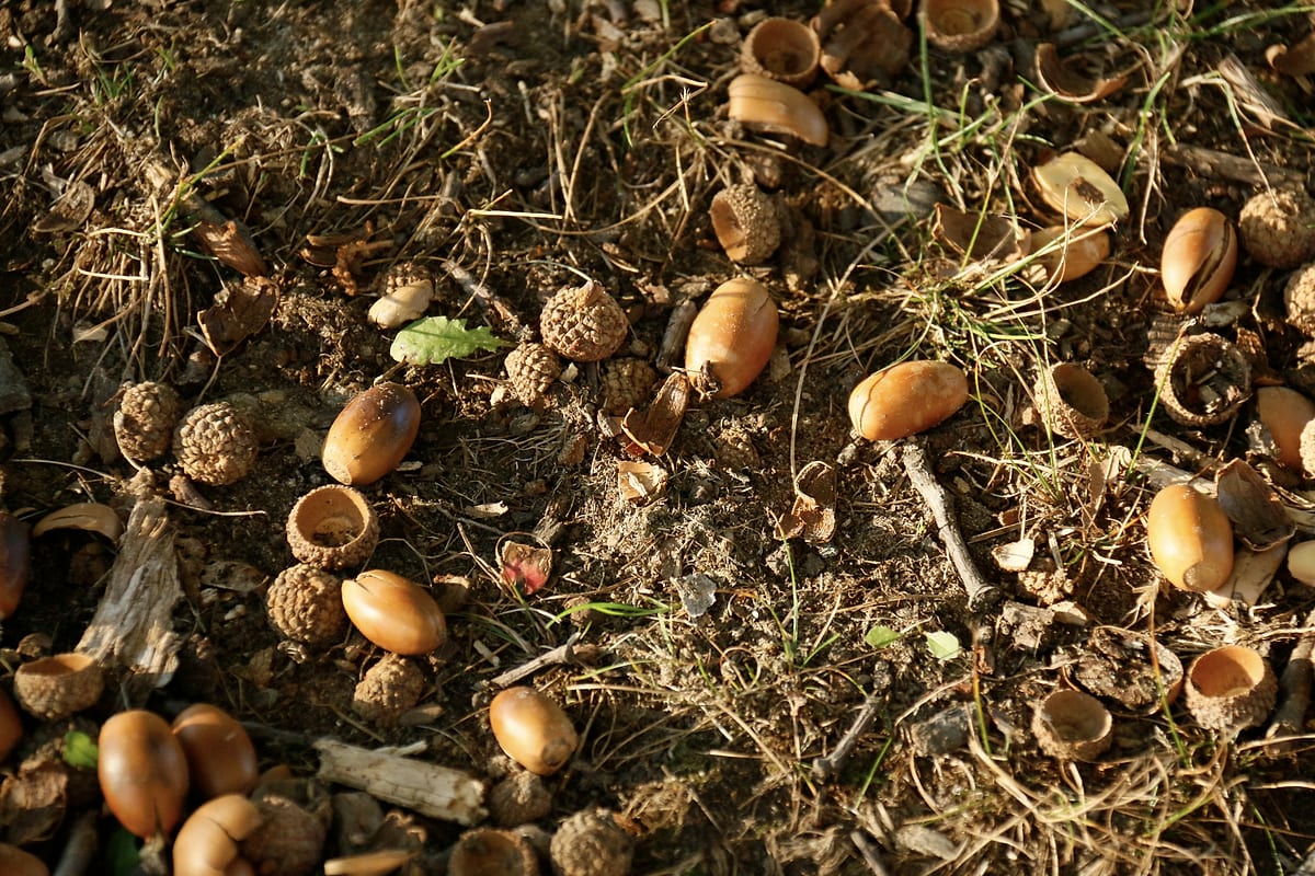 Acorns and empty acorn caps on the ground.