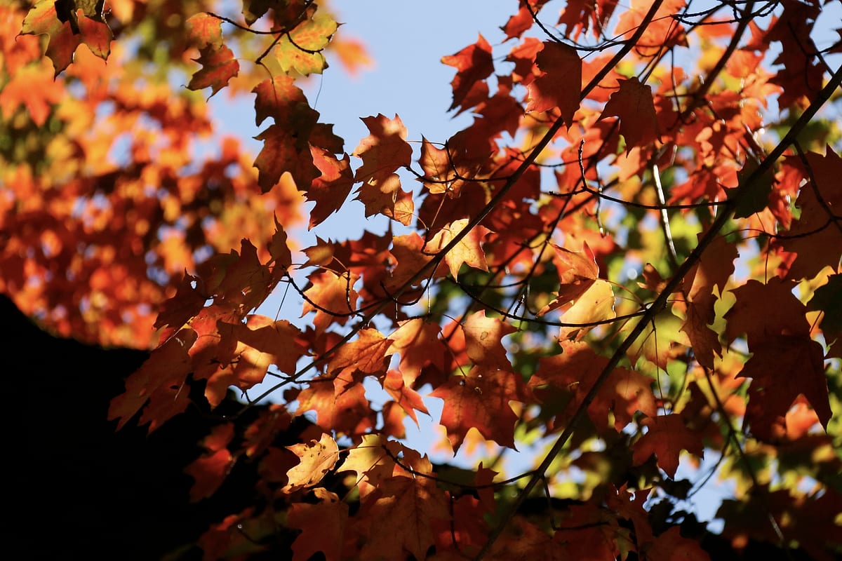Red maple leaves against a pale sky, a dark mass of branches to one side.