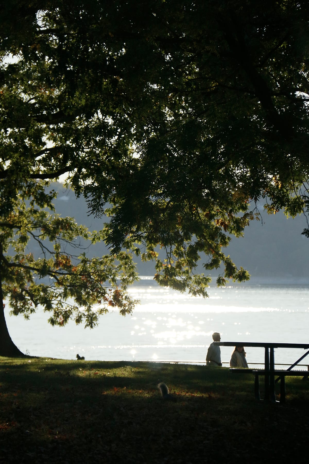 Under a dark tree by the river two people sit at a picnic table; the water is bright with sun.
