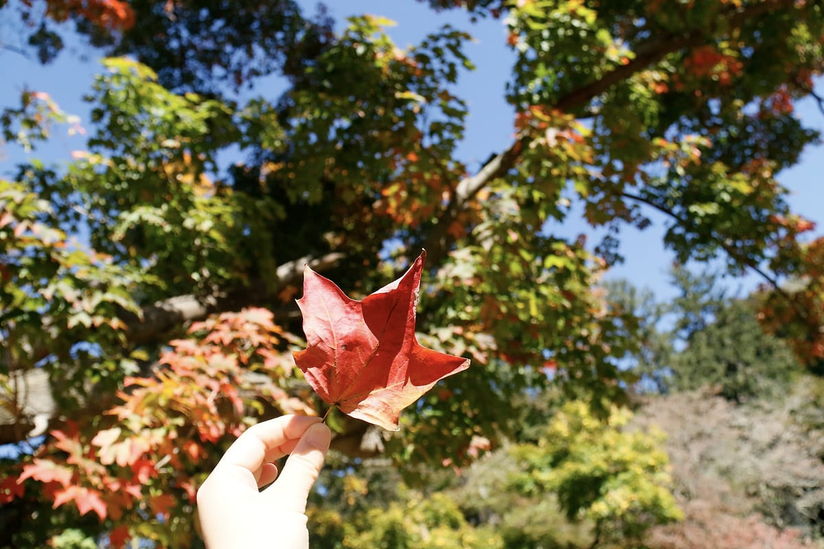 A hand holds up a single red maple leaf in front of the trees.