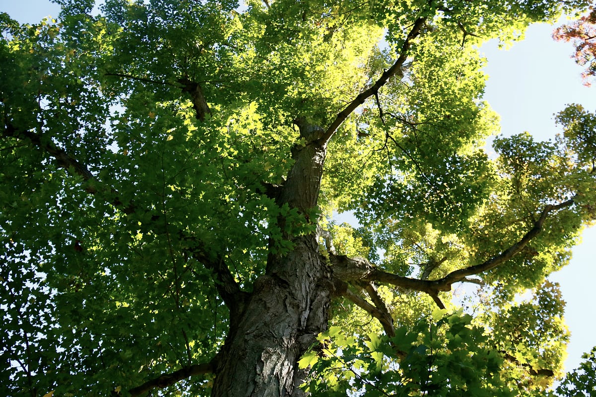 Looking straight up a trunk into a green canopy, sky at the edges.