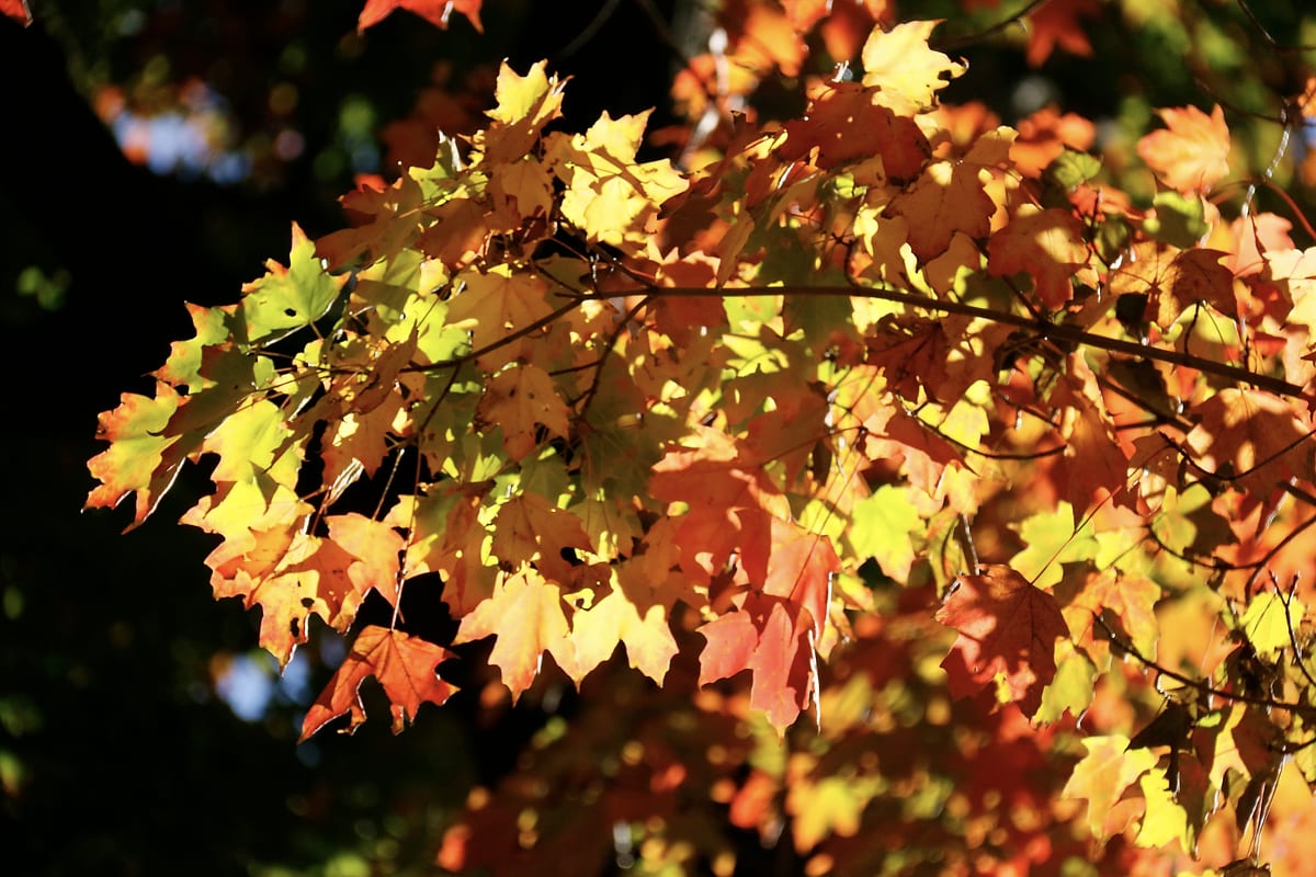 A branch of yellow and orange maple leaves reaching out of the dark.