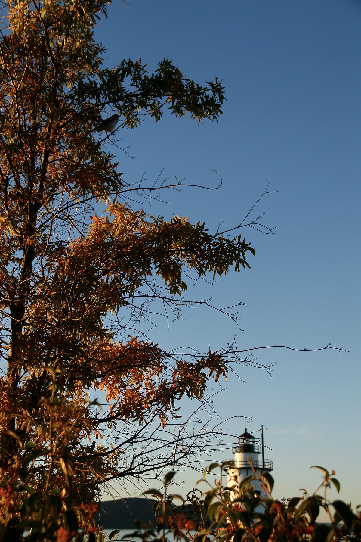 A tall tree with orange leaves; the lighthouse is small at the bottom of the frame.