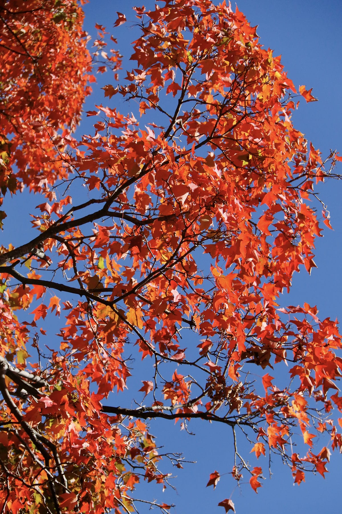 Red maple leaves and black branches against a deep blue sky.