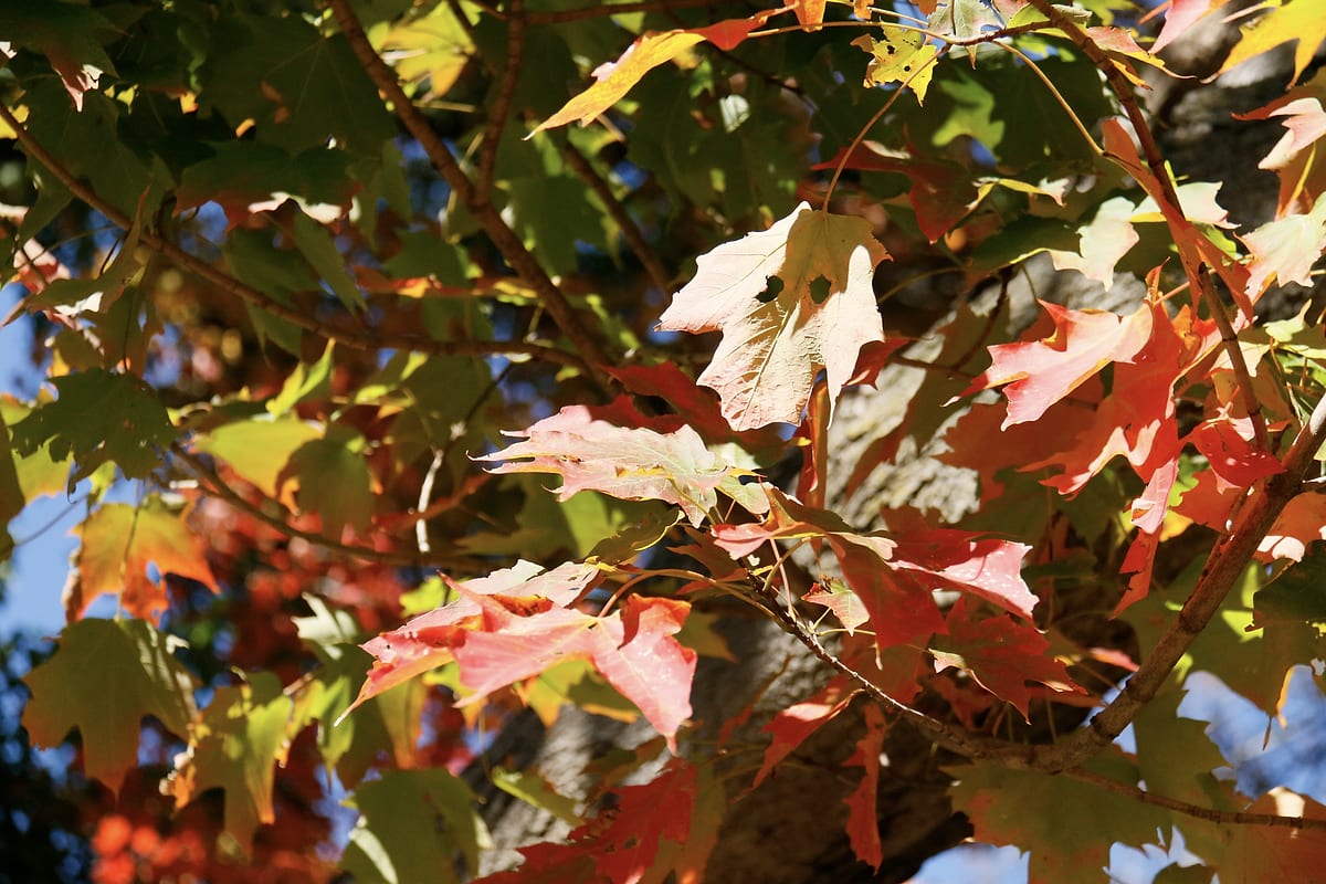 Maple leaves turning red and pale green around a dark trunk.