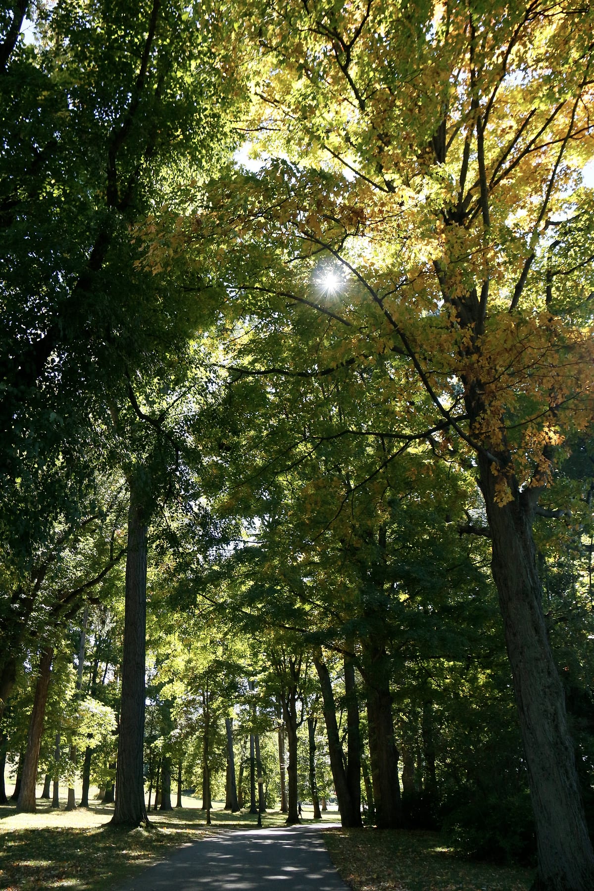 A path under tall trees, the sun showing through the leaves.