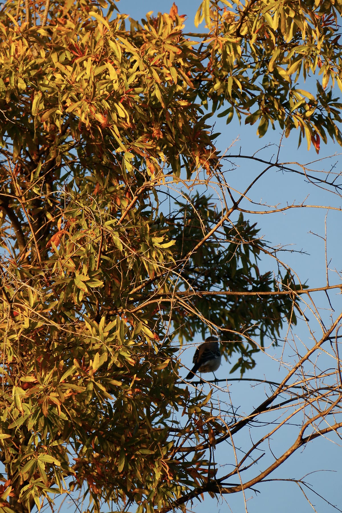 A tree of golden leaves against the blue sky, a small bird among the branches.