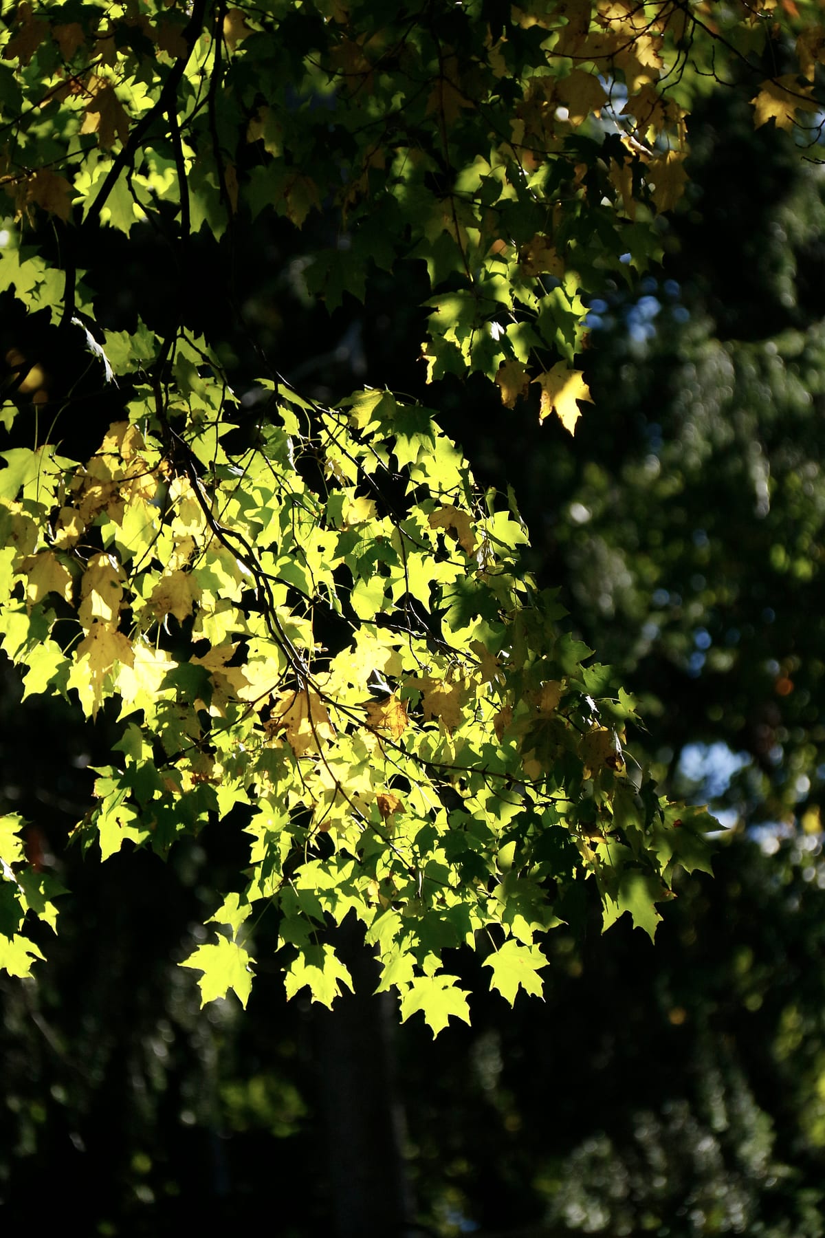 Yellow-green maple leaves lit from behind against a dark background.