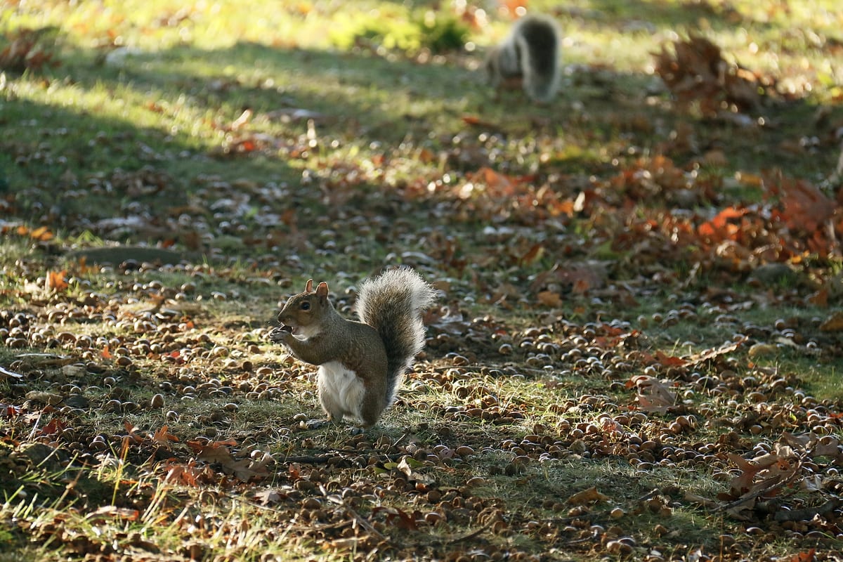 A grey squirrel eating an acorn on a lawn scattered with leaves.