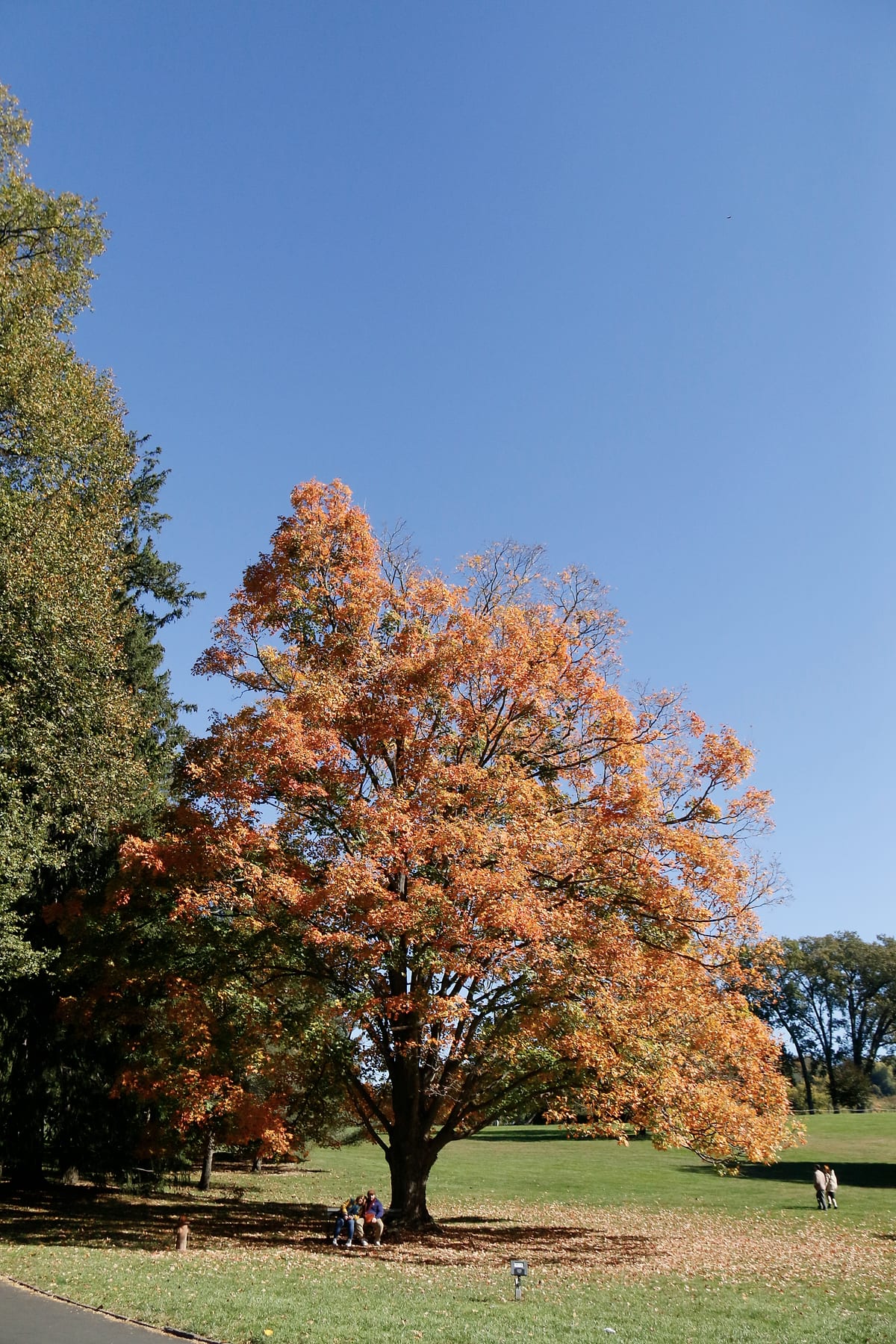 A single orange tree on a lawn under a clear blue sky.