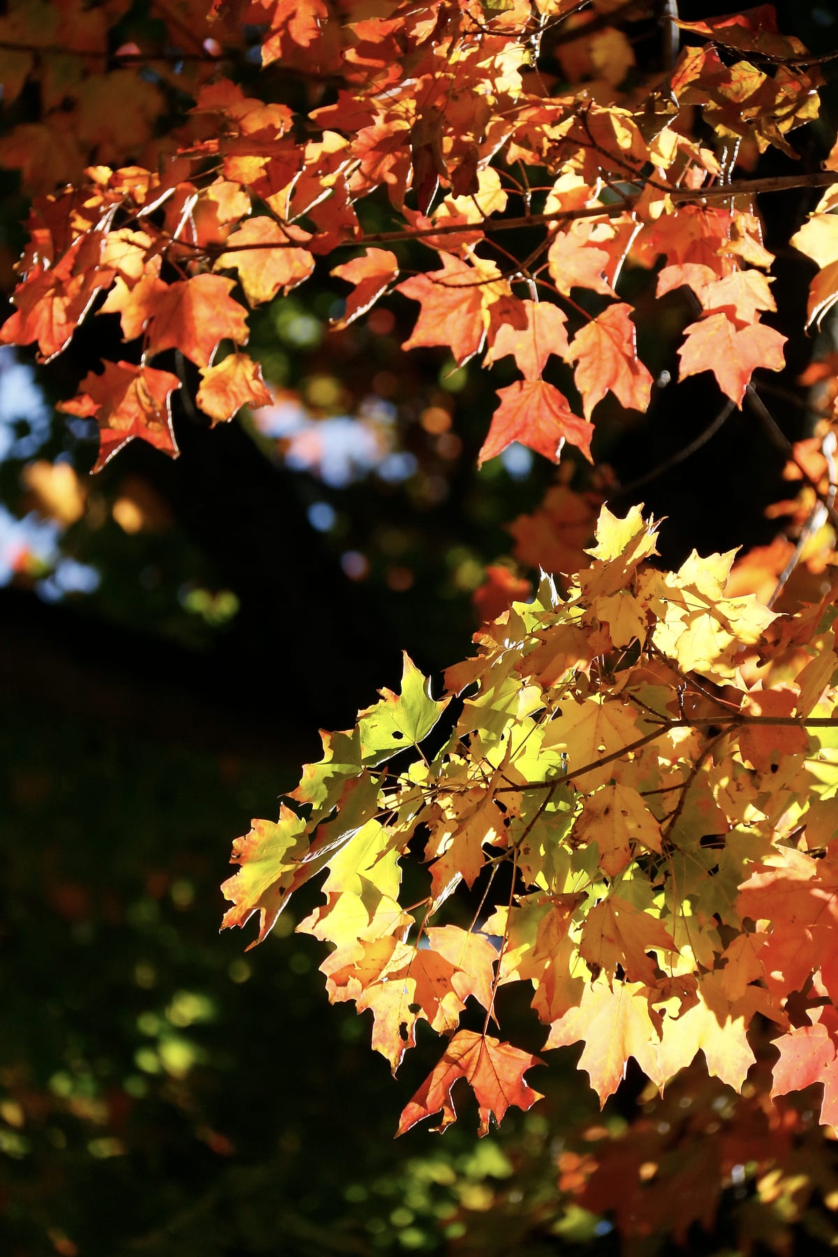Orange and yellow maple leaves with a gap of dark between them.