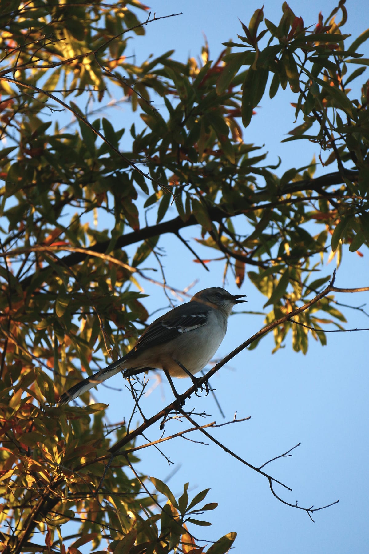 A northern mockingbird perched among leaves, beak open.